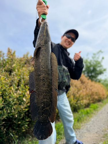タイワンドジョウの釣果