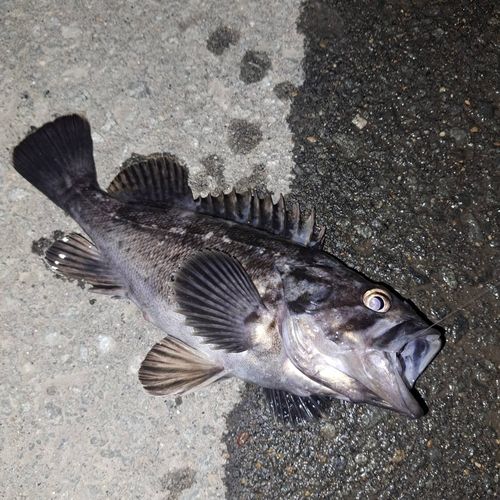 釣果