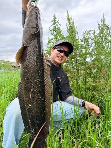 タイワンドジョウの釣果