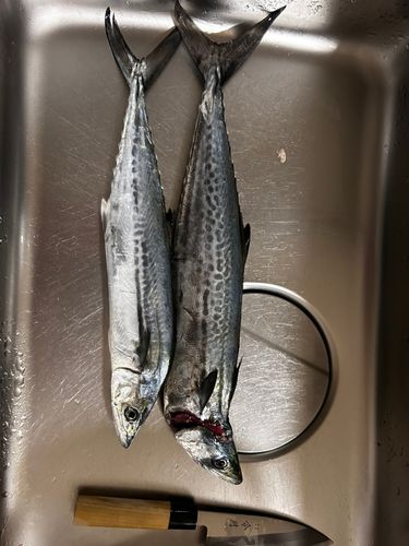 サゴシの釣果