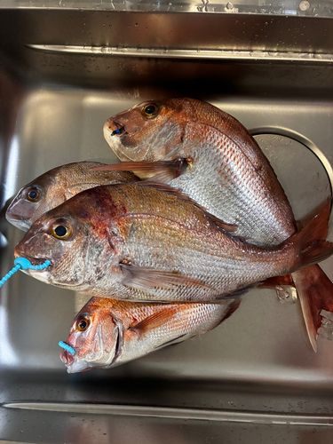 タイの釣果