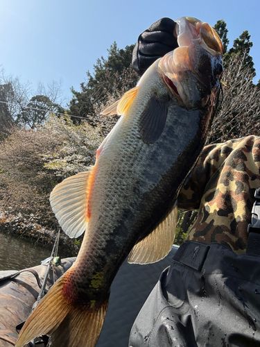 ブラックバスの釣果