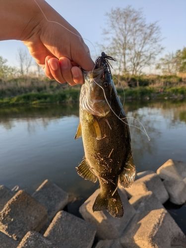 スモールマウスバスの釣果