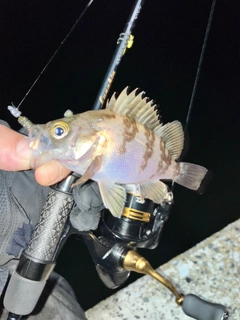 メバルの釣果