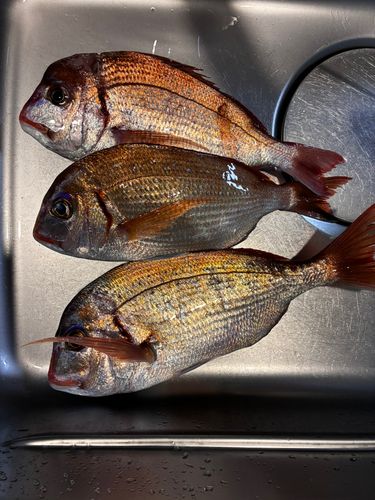 タイの釣果
