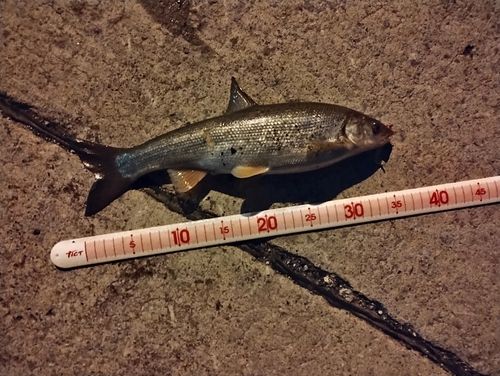 ウグイの釣果