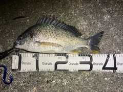 キビレの釣果
