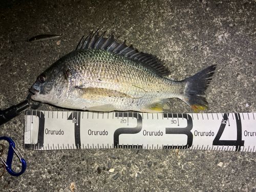 キビレの釣果