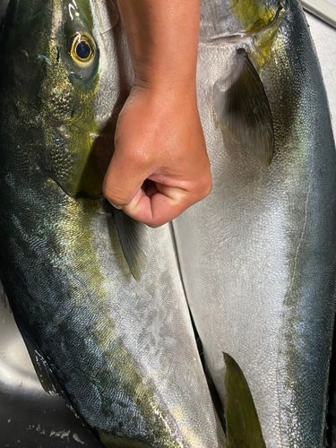 ブリの釣果