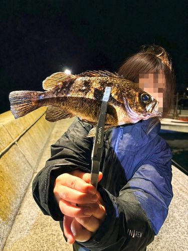 メバルの釣果