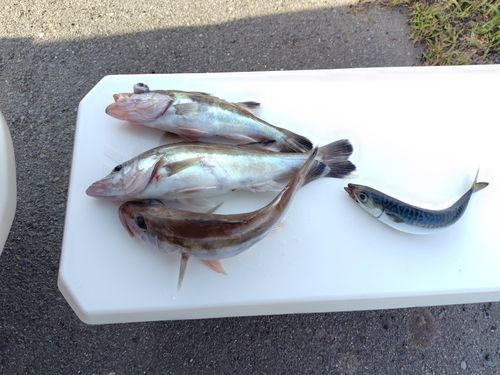 アラの釣果