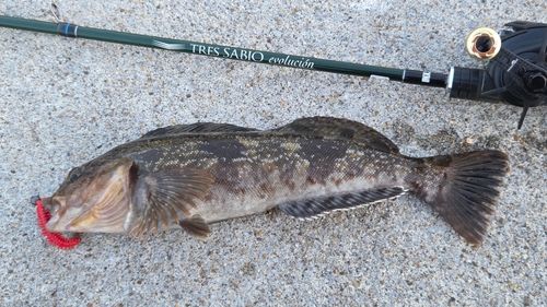 アイナメの釣果