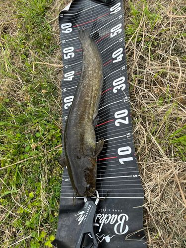 ナマズの釣果