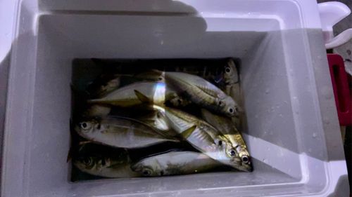 アジの釣果