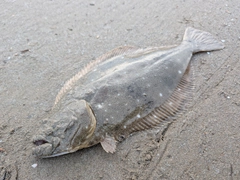 ヒラメの釣果