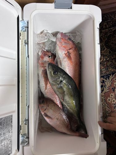 タイの釣果