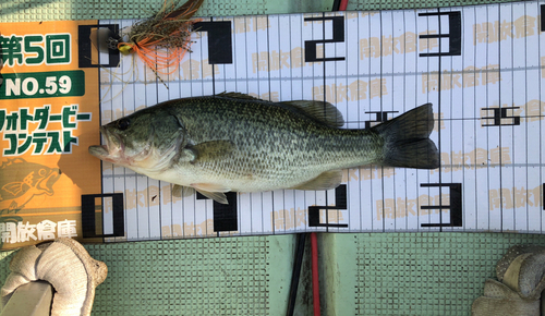 ブラックバスの釣果