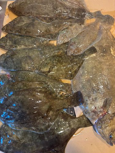 マコガレイの釣果