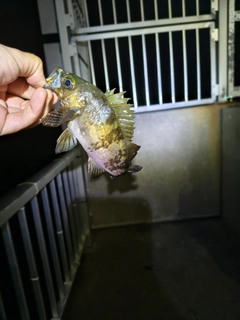 メバルの釣果