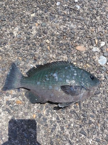 グレの釣果