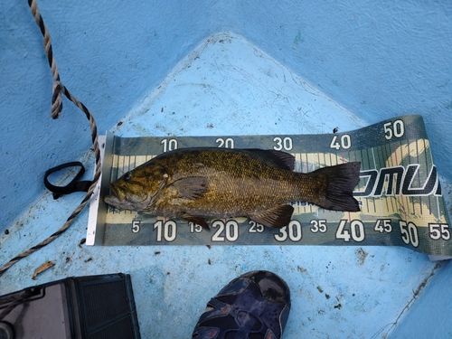スモールマウスバスの釣果
