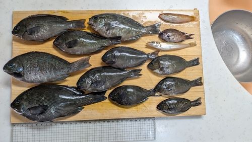 グレの釣果