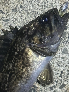 クロソイの釣果