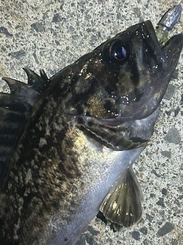 クロソイの釣果
