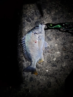 キビレの釣果