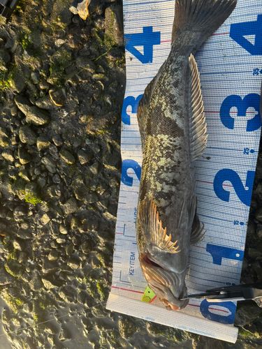 アイナメの釣果