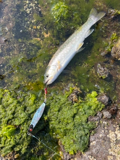 アメマスの釣果