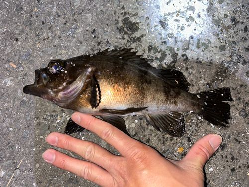 シロメバルの釣果