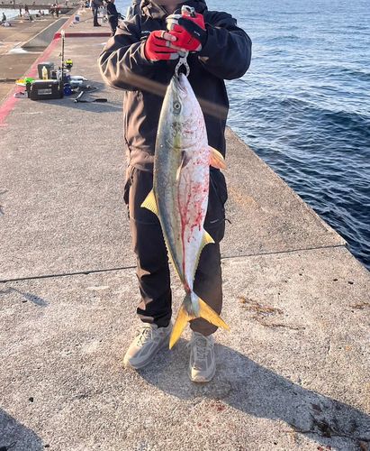 ブリの釣果