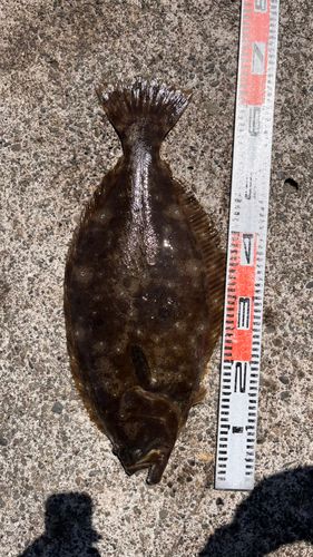 ヒラメの釣果