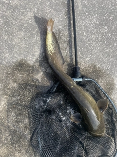 ナマズの釣果