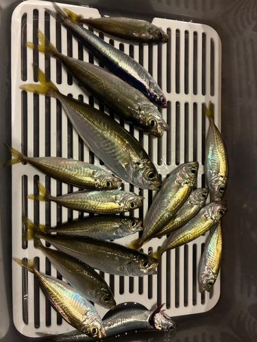 アジの釣果
