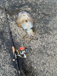 モイカの釣果