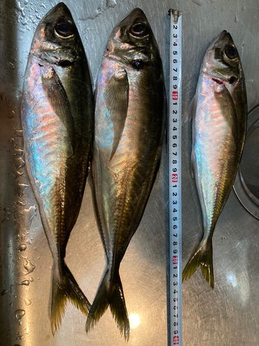 アジの釣果