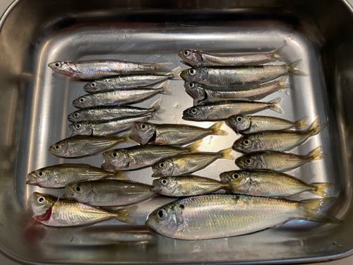 アジの釣果