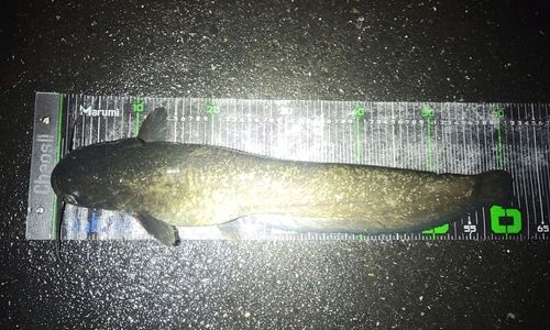 ナマズの釣果