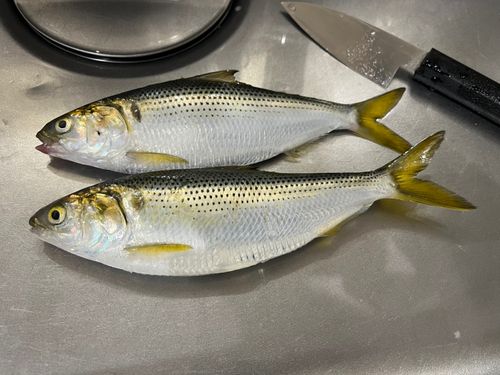 コノシロの釣果