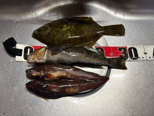 ドンコの釣果