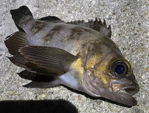 メバルの釣果