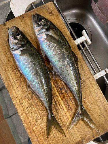 マアジの釣果