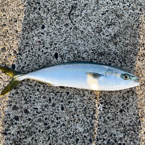 ツバイソの釣果