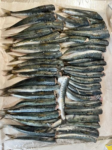 イワシの釣果