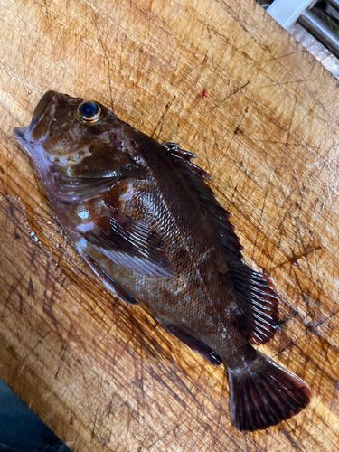 カサゴの釣果