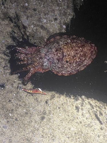 コウイカの釣果