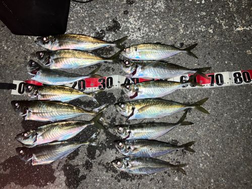 アジの釣果