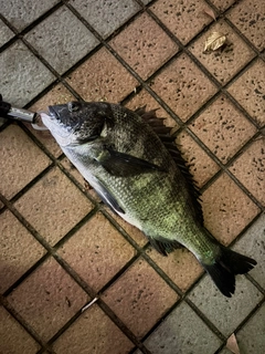 チヌの釣果